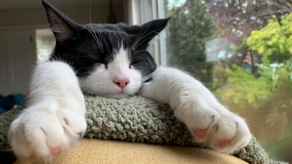 Our adorable black and white cat Boyle sleeps on the back of the sofa. His little paws are out in front of him like he is super man. 